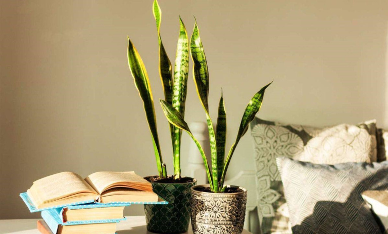 چرا برگ سانسوریا لوله می‌شود؟ علت‌ها و روش‌های درمان