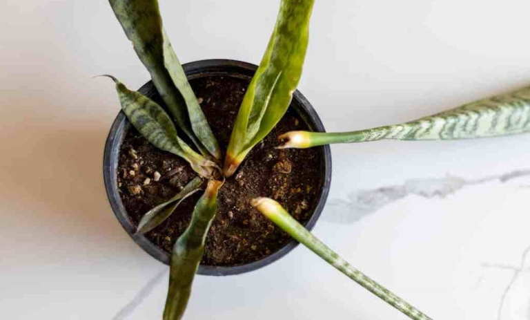 علت شل شدن و گندیدن برگ سانسوریا + درمان آن