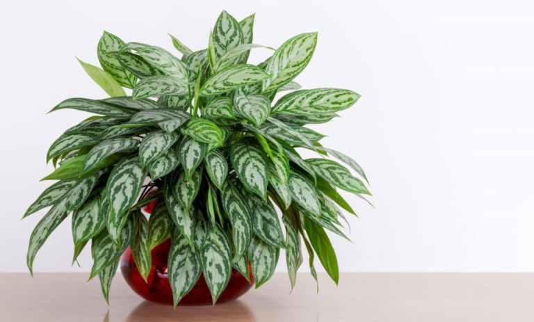 5 ترفند معجزه‌آسا برای رشد سریع آگلونما