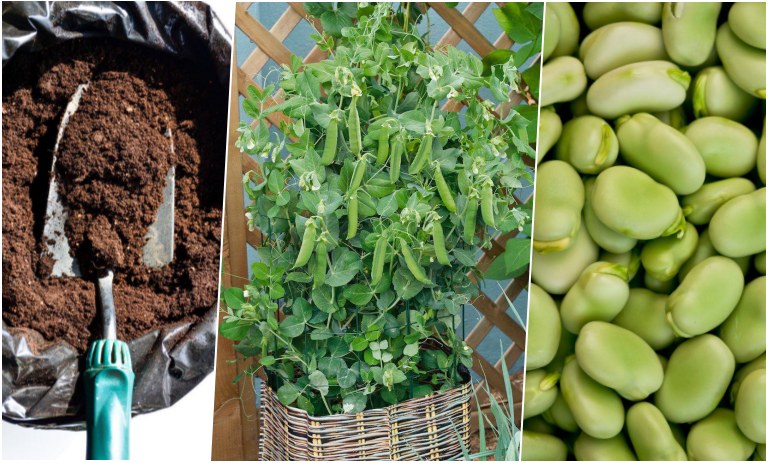 کاشت باقلا سبز در گلدان؛ قدم به قدم برای داشتن گیاهی شاداب در پاییز