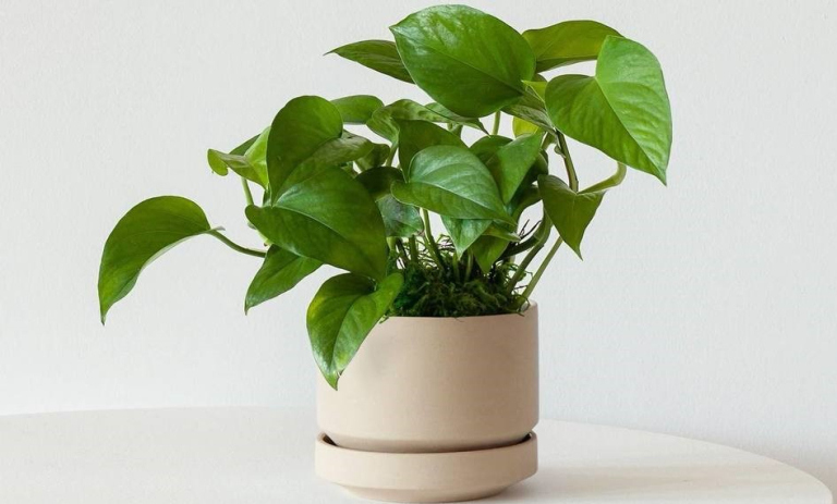 8 روش ساده برای پرپشت شدن پتوس