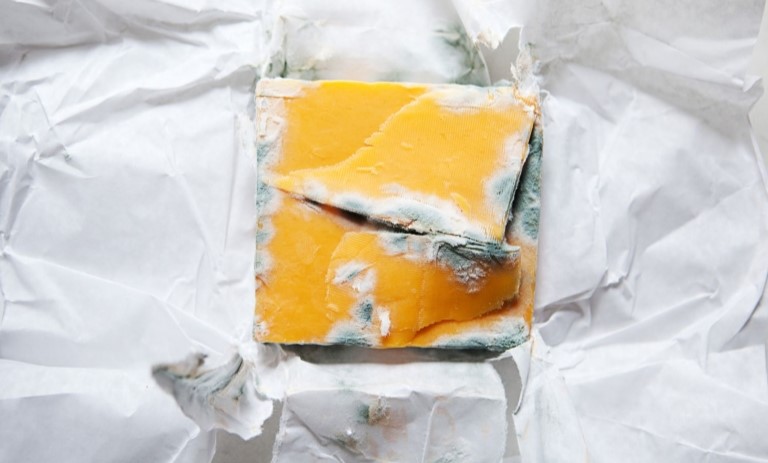 چرا پنیر در یخچال کپک می‌زند؟ 9 روش پیشگیری برای پنیر تازه و سالم