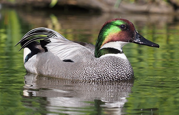 تعبیر خواب اردک خاکستری + امام صادق و حضرت یوسف و اردک پخته شده و وحشی