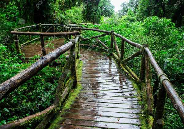 تعبیر خواب سرسبزی و باران + امام صادق و حضرت یوسف و زن متاهل و دختر مجرد