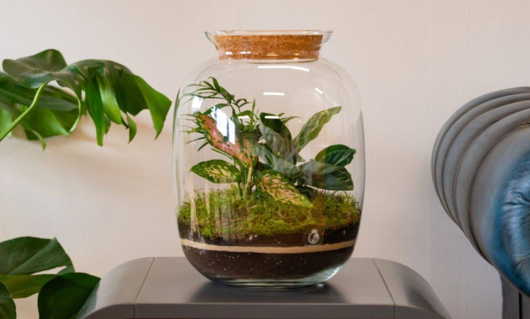 گیاهان مناسب برای تراریوم؛ سبزهای کوچک و مقاوم برای فضای خانه