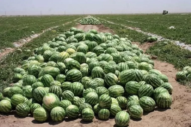 ممنوعیت‌ ناگهانی واردات 45 محصول کشاورزی به عراق و اقلیم 