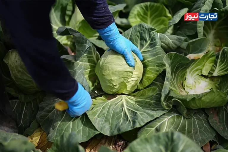 تغییر رژیم غذایی؛ کلید کاهش ۱۵ درصدی گازهای گلخانه‌ای و نجات جان میلیون‌ها نفر