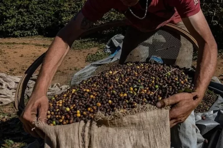 متفاوت شدن طعم قهوه برزیل