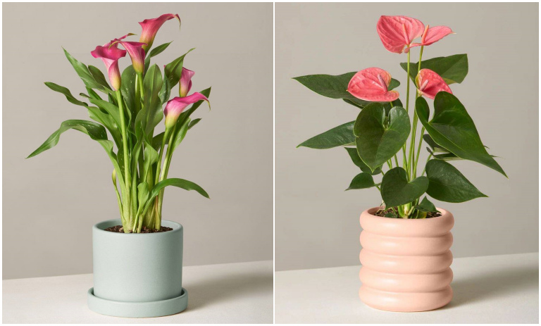 12 گیاه گلدار آپارتمانی؛ ایده‌ای عالی برای دکور داخلی منزل