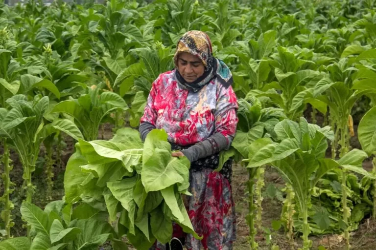 تصاویر؛ برداشت توتون در گلستان