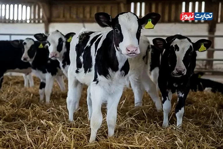 قیمت دام زنده امروز ۴ آذر 1404 + جدول