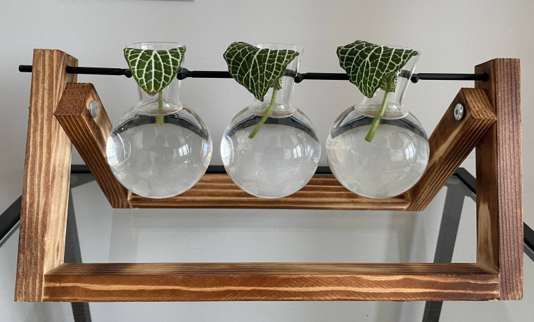 چطور فیتونیا را در آب نگهداری کنیم؟ روش ساده و بدون خاک