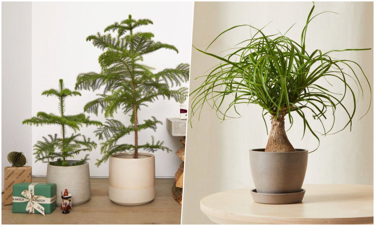 انواع گیاهان برگ ‌سوزنی؛ انتخابی خاص برای دکور سبز آپارتمان