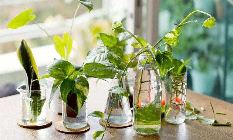 گیاهان را در آب تکثیر کنیم یا خاک؟ بررسی بهترین روش برای رشد بهتر گیاه