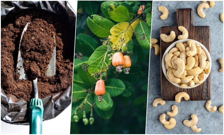 آموزش کاشت بادام هندی در گلدان + روش نگهداری