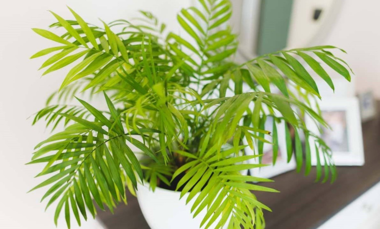 چرا گیاه شامادورا رشد نمی‌کند؟ دلایل و روش‌های احیای آن