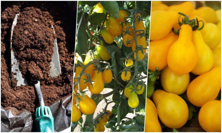 راهنمای کاشت گوجه گلابی زرد (گوجه لامپی) در گلدان + نگهداری