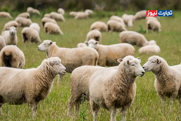 قیمت دام زنده امروز ۱۹ آبان 1404 + جدول