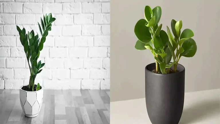 جدیدترین مدل گلدان گل طبیعی + زیباترین و جدیدترین مدل ها