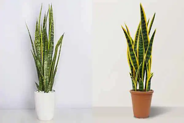 مدل گلدان برای گل سانسوریا + انواع گلدان برای گل سانسوریا بزرگ و کوچک لاکچری و زیبا