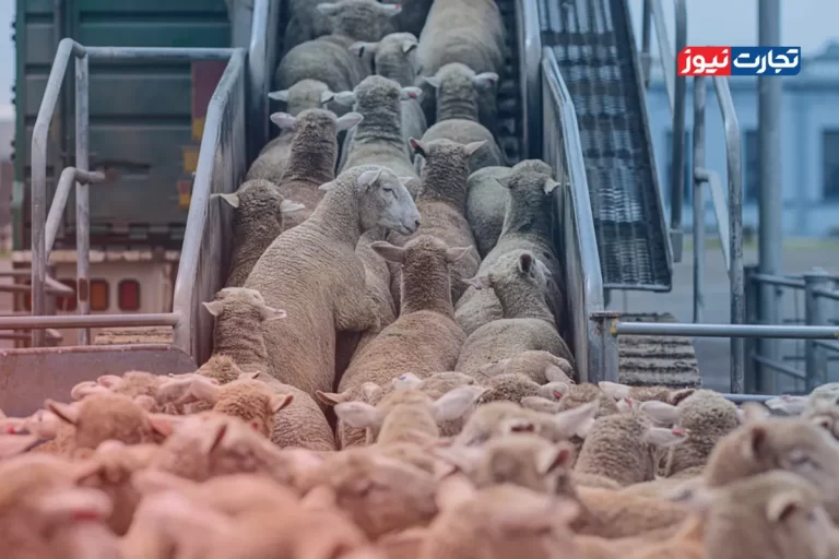 قیمت دام زنده امروز ۳ آذر 1404 + جدول