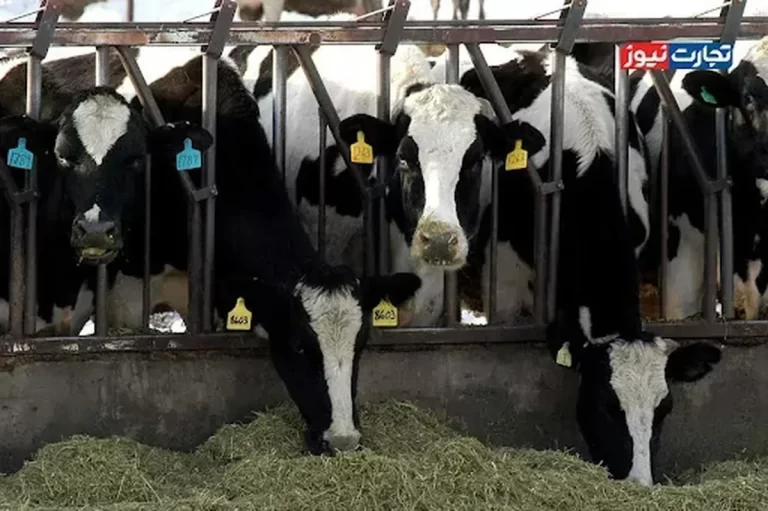 ناکارآمدی در تامین نهاده‌های دامی تولیدکنندگان را با چالش مواجه کرده است
