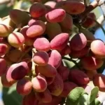 افزایش قیمت پسته به دلیل جهش قیمت ارز