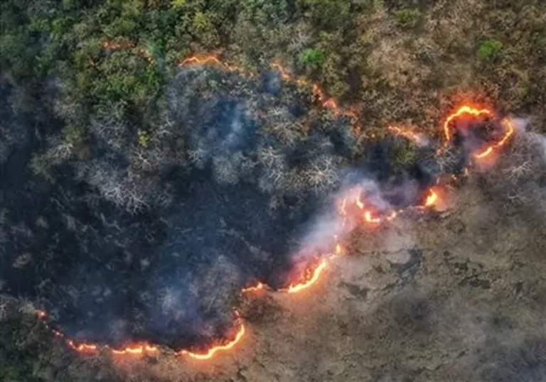 ادامه آتش‌سوزی‌های سریالی در جنگل‌های شمال