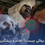 تب برفکی دامدارانی که بیمه باشند پرداخت می‌شود