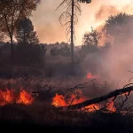 گزارش متناقض مجلس درباره آتشسوزی جنگل الیت