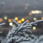 خسارت به محصولات کشاورزی با تشدید بارشها