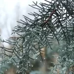 بارش‌های اخیر کم‌آبی کشور را جبران می کند