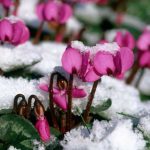 معرفی 17 گیاه مقاوم به سرما برای کشت پاییزه-زمستانه در باغچه و گلدان