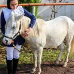 تصاویر؛ جشنواره زیبایی اسب کاسپین در انزلی