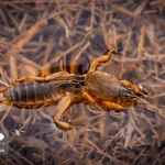 تصاویر؛ زنگ خطر برای تالاب بیشهدالان