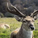 تصاویر؛ فندقلو در مرزِ مه و سکوت