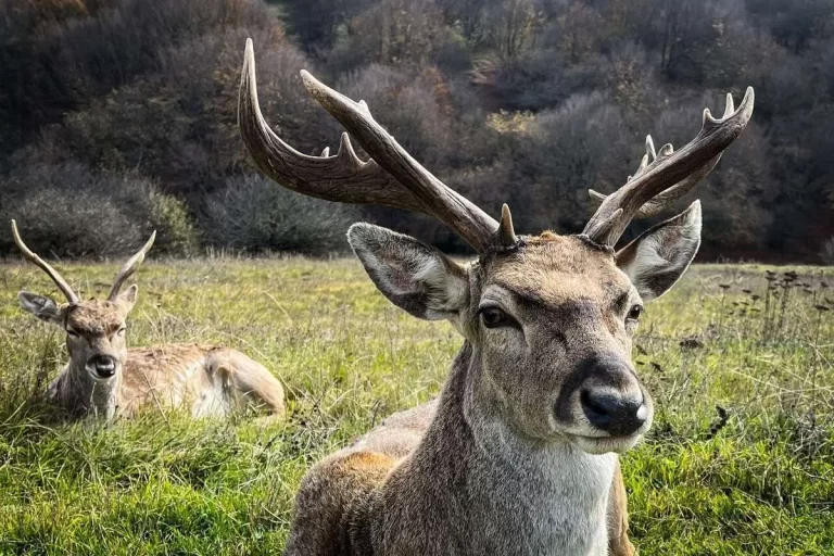 تصاویر؛ فندقلو در مرزِ مه و سکوت