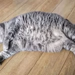 اولین آزمایش کاهش وزن گربه‌ها با ایمپلنت مشابه اوزمپیک آغاز شد