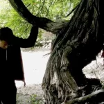 (عکس) قدیمیترین درخت انگور جهان