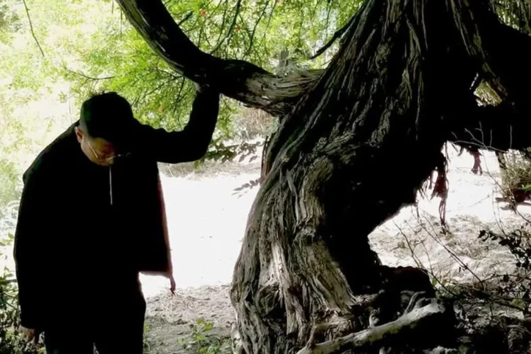 (عکس) قدیمی‌ترین درخت انگور جهان