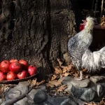 تصاویر؛ پاییز در کوچه باغهای درکه