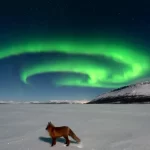 روباه شمالی شفق‌ها را به آتش کشید!