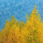 تصاویر؛ فصلِ گذار؛ وقتی رنگ‌ها آرام فرو می‌ریزند