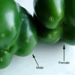 تفاوت فلفل دلمه ای نر و ماده؛ فلفل دلمه نر برای پخت و پز است یا ماده؟