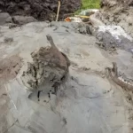 کشف قبر ۵ هزارساله یک سگ «مسلح به خنجر»