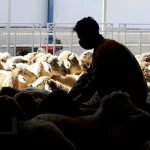 قیمت دام زنده امروز ۲۰ آذر 1404