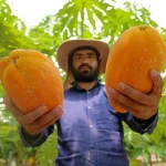 تصاویر؛ مزرعه «پاپایا»