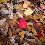 تصاویر؛ طبیعت دیدنی جنگلهای شمال در پاییز