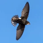 پرندهای که ۱۰ ماه بدون توقف پرواز میکند!