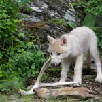 گرگهای مهربانی که تولههای غریبه را به فرزندخواندگی میپذیرند!